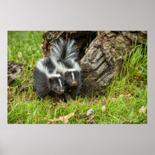 USA, Minnesota, Sandstone, Minnesota Wildlife 13 Poster