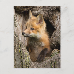 USA, Minnesota, Sandstone, Minnesota Wildlife 14 Postcard