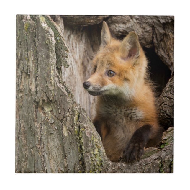 USA, Minnesota, Sandstone, Minnesota Wildlife 14 Tile (Front)