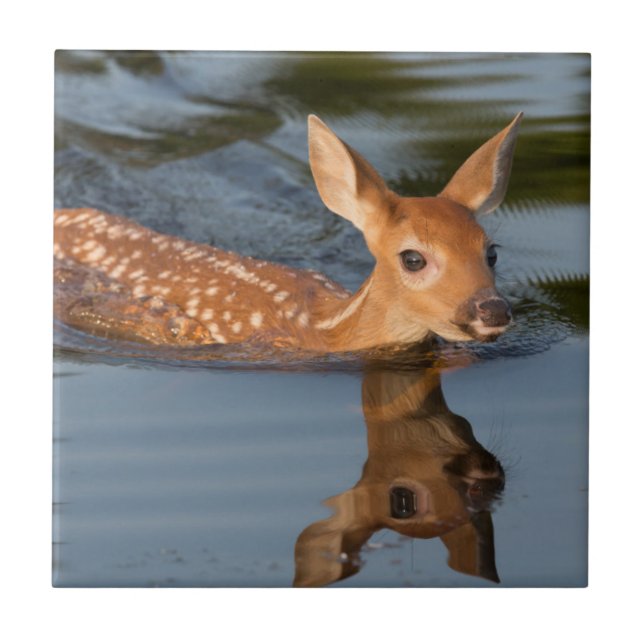 USA, Minnesota, Sandstone, Minnesota Wildlife 19 Tile (Front)