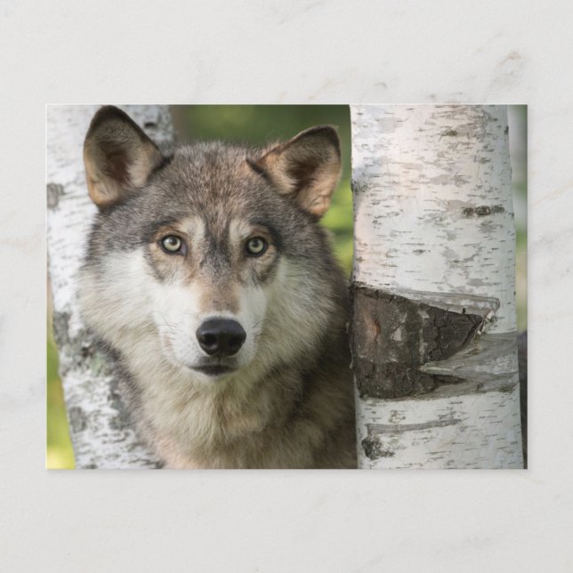 USA, Minnesota, Sandstone, Minnesota Wildlife 5 Postcard (Front)