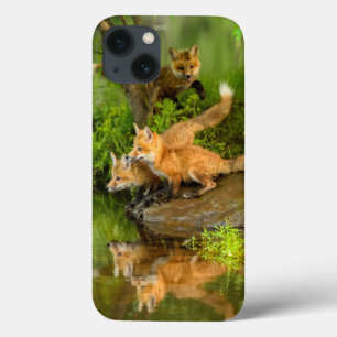 USA, Minnesota, Sandstone, Minnesota Wildlife 7 iPhone 13 Case