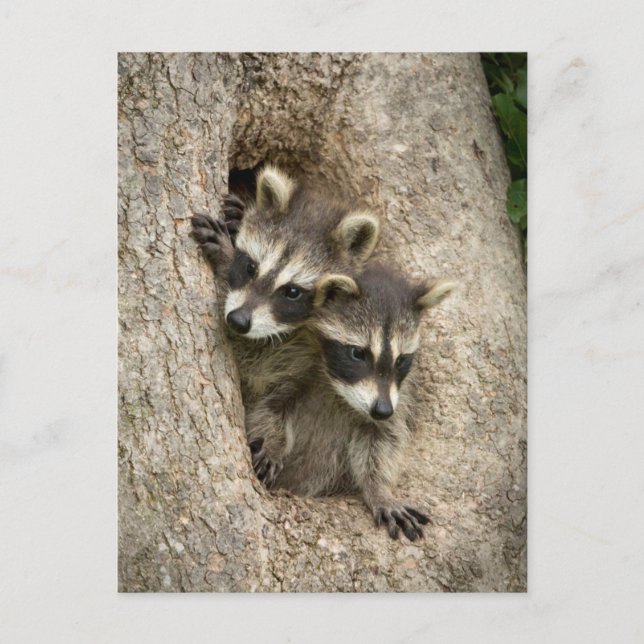 USA, Minnesota, Sandstone, Minnesota Wildlife 7 Postcard (Front)