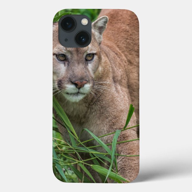 USA, Minnesota, Sandstone, Minnesota Wildlife Case-Mate iPhone Case (Back)