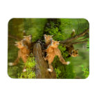 USA, Minnesota, Sandstone, Minnesota Wildlife