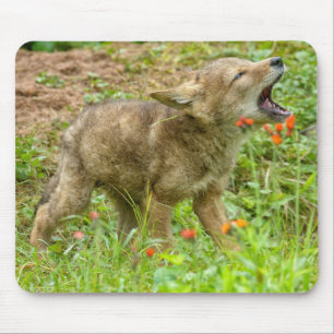 USA, Minnesota, Sandstone, Minnesota Wildlife Mouse Mat