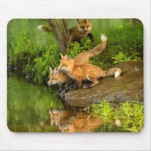 USA, Minnesota, Sandstone, Minnesota Wildlife Mouse Mat