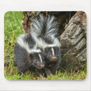 USA, Minnesota, Sandstone, Minnesota Wildlife Mouse Mat