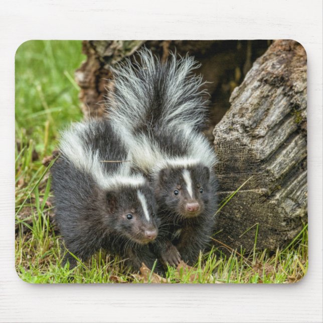 USA, Minnesota, Sandstone, Minnesota Wildlife Mouse Mat (Front)