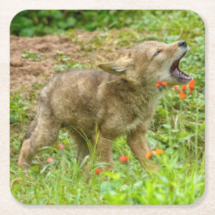 USA, Minnesota, Sandstone, Minnesota Wildlife Square Paper Coaster