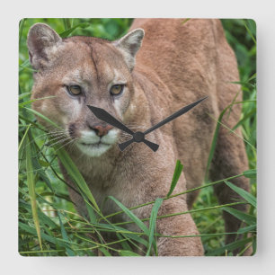 USA, Minnesota, Sandstone, Minnesota Wildlife Square Wall Clock