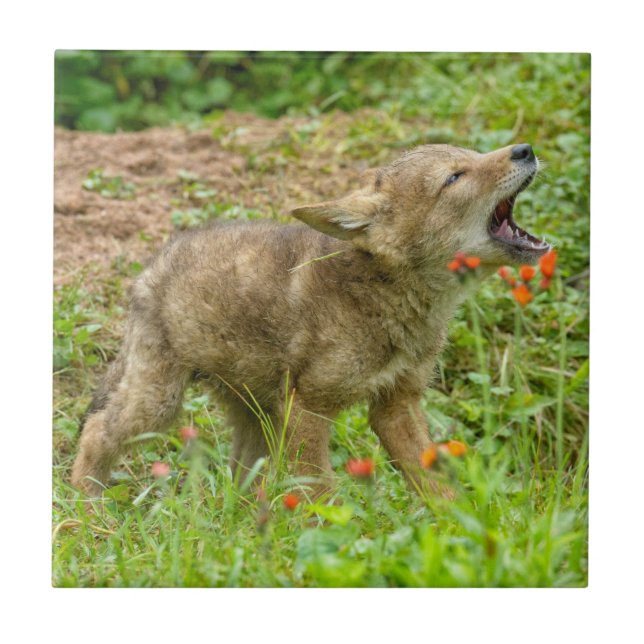 USA, Minnesota, Sandstone, Minnesota Wildlife Tile (Front)