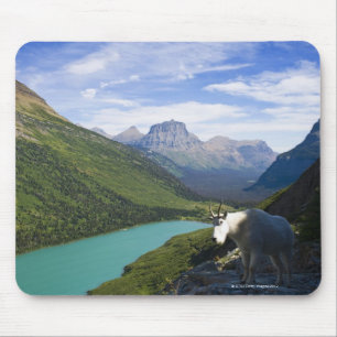 USA, Montana, Glacier National Park, Mountain Mouse Mat