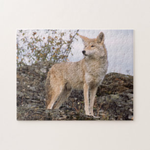 USA, Montana, Kalispell. Coyote at Triple D Jigsaw Puzzle