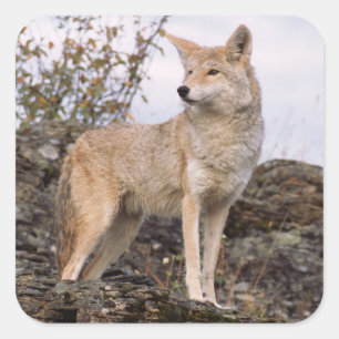 USA, Montana, Kalispell. Coyote at Triple D Square Sticker