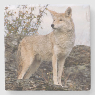 USA, Montana, Kalispell. Coyote at Triple D Stone Coaster