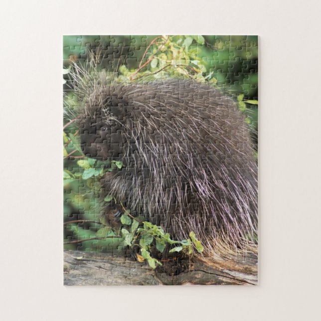 USA, Montana, Kalispell. Porcupine and rose hips Jigsaw Puzzle (Vertical)