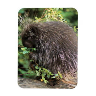 USA, Montana, Kalispell. Porcupine and rose hips Magnet