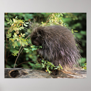USA, Montana, Kalispell. Porcupine and rose hips Poster