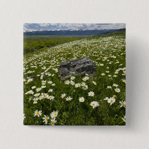 USA, Montana, Wild Daisy blooming in meadow by 15 Cm Square Badge