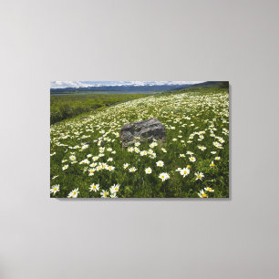 USA, Montana, Wild Daisy blooming in meadow by Canvas Print
