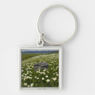 USA, Montana, Wild Daisy blooming in meadow by Key Ring
