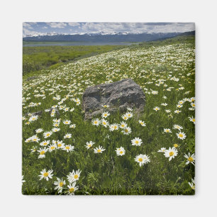 USA, Montana, Wild Daisy blooming in meadow by Magnet