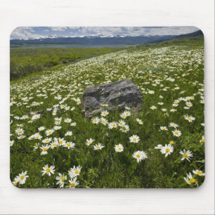 USA, Montana, Wild Daisy blooming in meadow by Mouse Mat