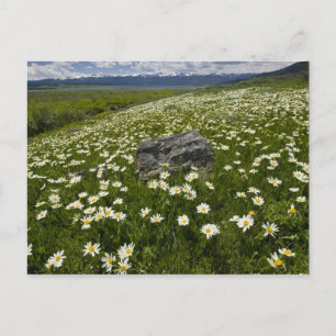 USA, Montana, Wild Daisy blooming in meadow by Postcard