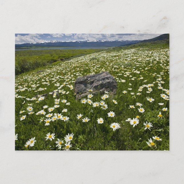 USA, Montana, Wild Daisy blooming in meadow by Postcard (Front)