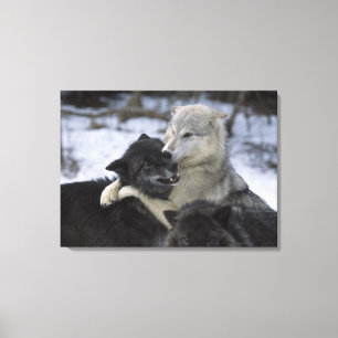 USA, Montana, Wolves playing in snow Canvas Print