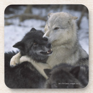USA, Montana, Wolves playing in snow Coaster