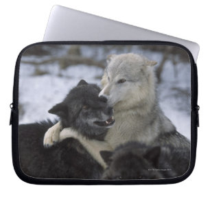 USA, Montana, Wolves playing in snow Laptop Sleeve