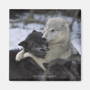 USA, Montana, Wolves playing in snow Magnet