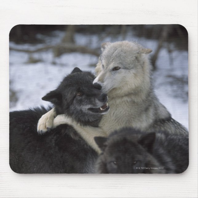 USA, Montana, Wolves playing in snow Mouse Mat (Front)