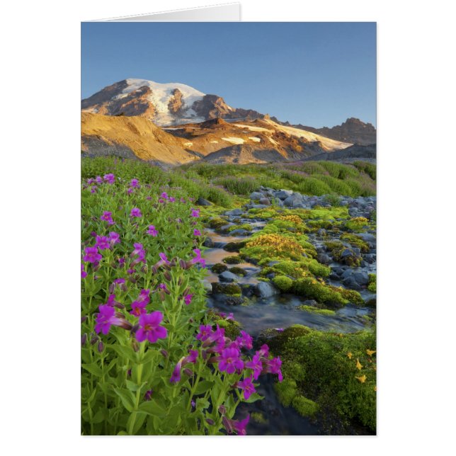 USA, Mt. Rainier National Park, Washington. (Front)