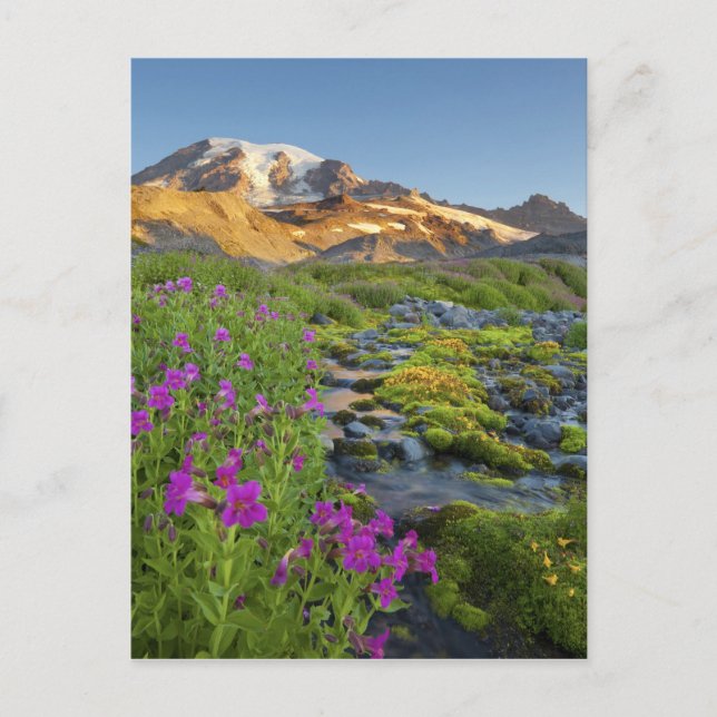 USA, Mt. Rainier National Park, Washington. Postcard (Front)