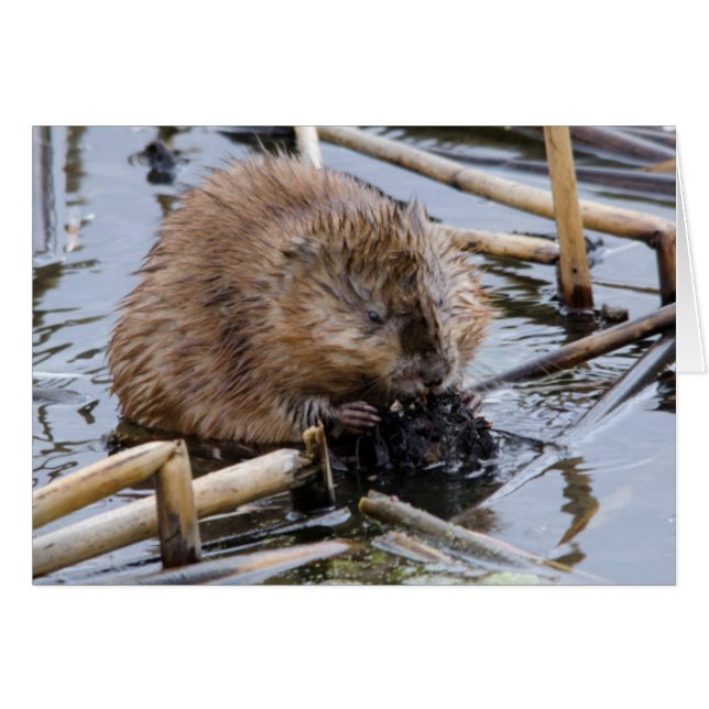 USA, Nebraska. Beaver (Front Horizontal)
