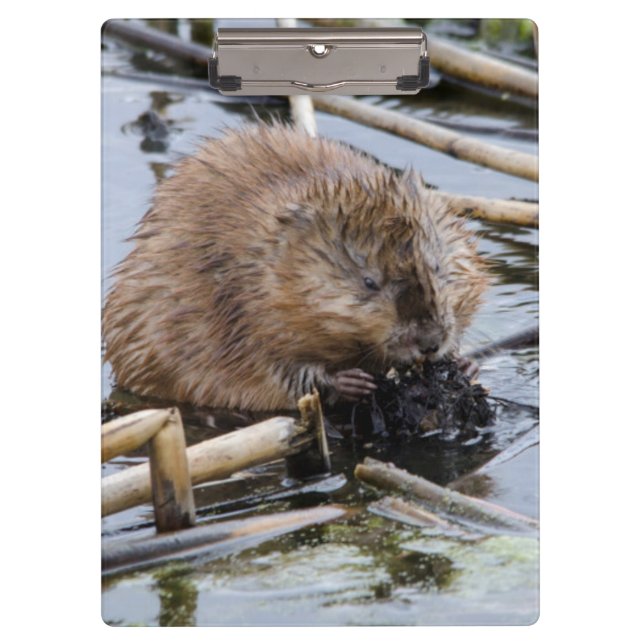 USA, Nebraska. Beaver Clipboard (Front)