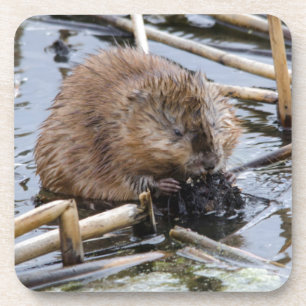USA, Nebraska. Beaver Coaster