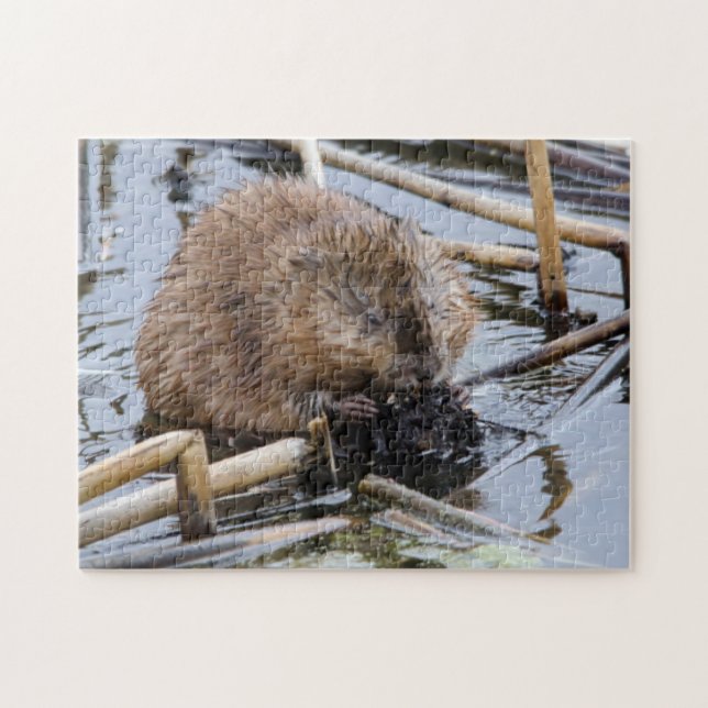 USA, Nebraska. Beaver Jigsaw Puzzle (Horizontal)