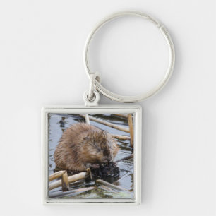 USA, Nebraska. Beaver Key Ring