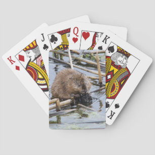 USA, Nebraska. Beaver Playing Cards