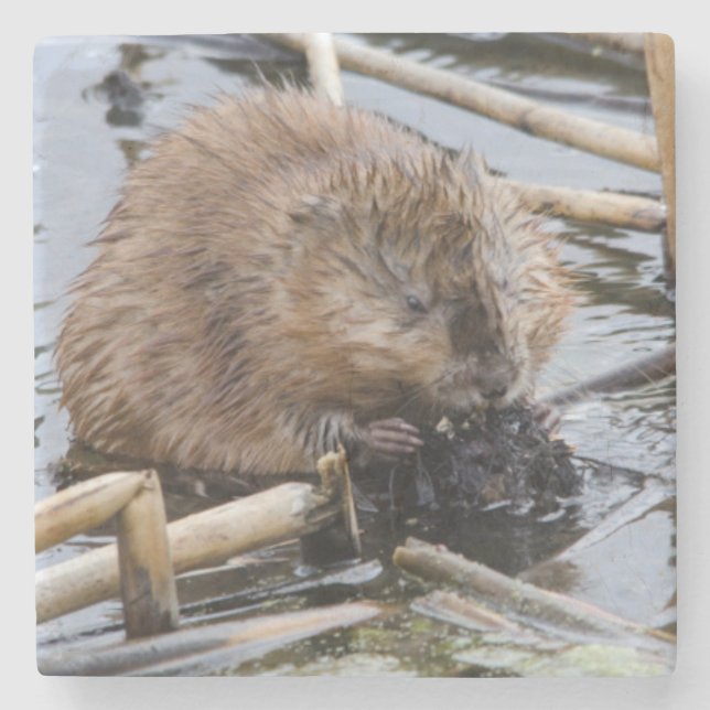 USA, Nebraska. Beaver Stone Coaster (Front)