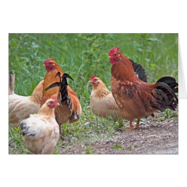 USA, Nebraska. Chickens (Front Horizontal)