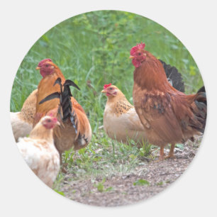 USA, Nebraska. Chickens Classic Round Sticker