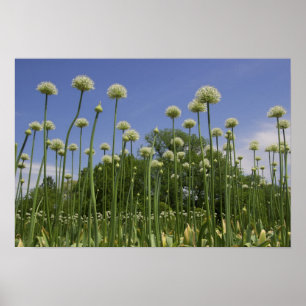 USA, New England, Massachusetts, Boston, 3 Poster