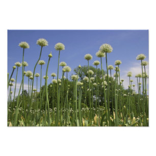 USA, New England, Massachusetts, Boston, Photo Print