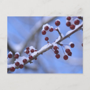 USA, New England, Massachusetts, Reading, 3 Postcard