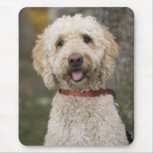 USA, New England, Massachusetts, Reading, Mouse Mat